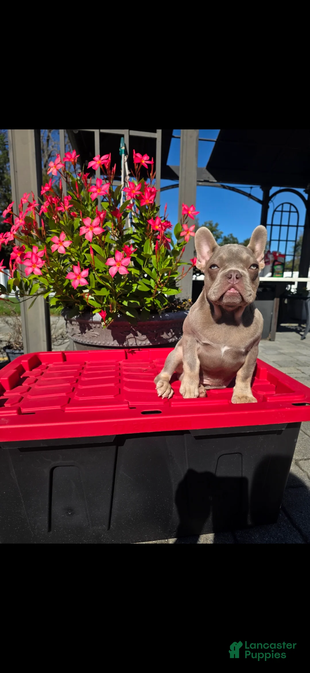 French Bulldog dogs for sale: Shazz - Ad 1