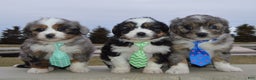 Mini Aussiedoodle dogs for sale: Mini Asher - Ad 14