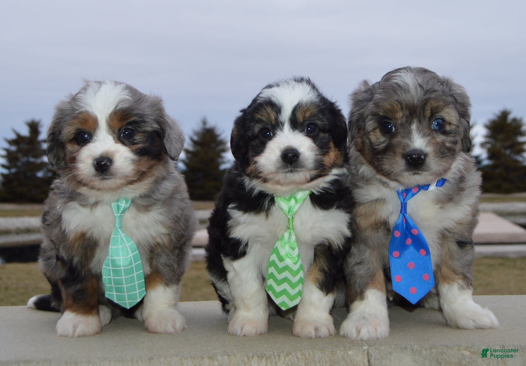 Mini Aussiedoodle dogs for sale: Mini Asher - Ad 14