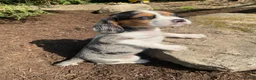 Beaglier dogs for sale: Amy - Ad 12