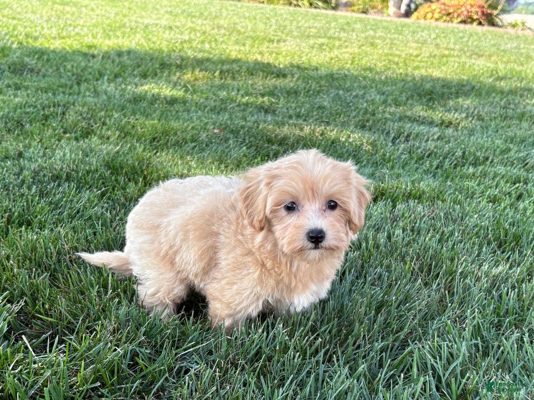 Maltipoo dogs for sale: Cutie - Ad 6