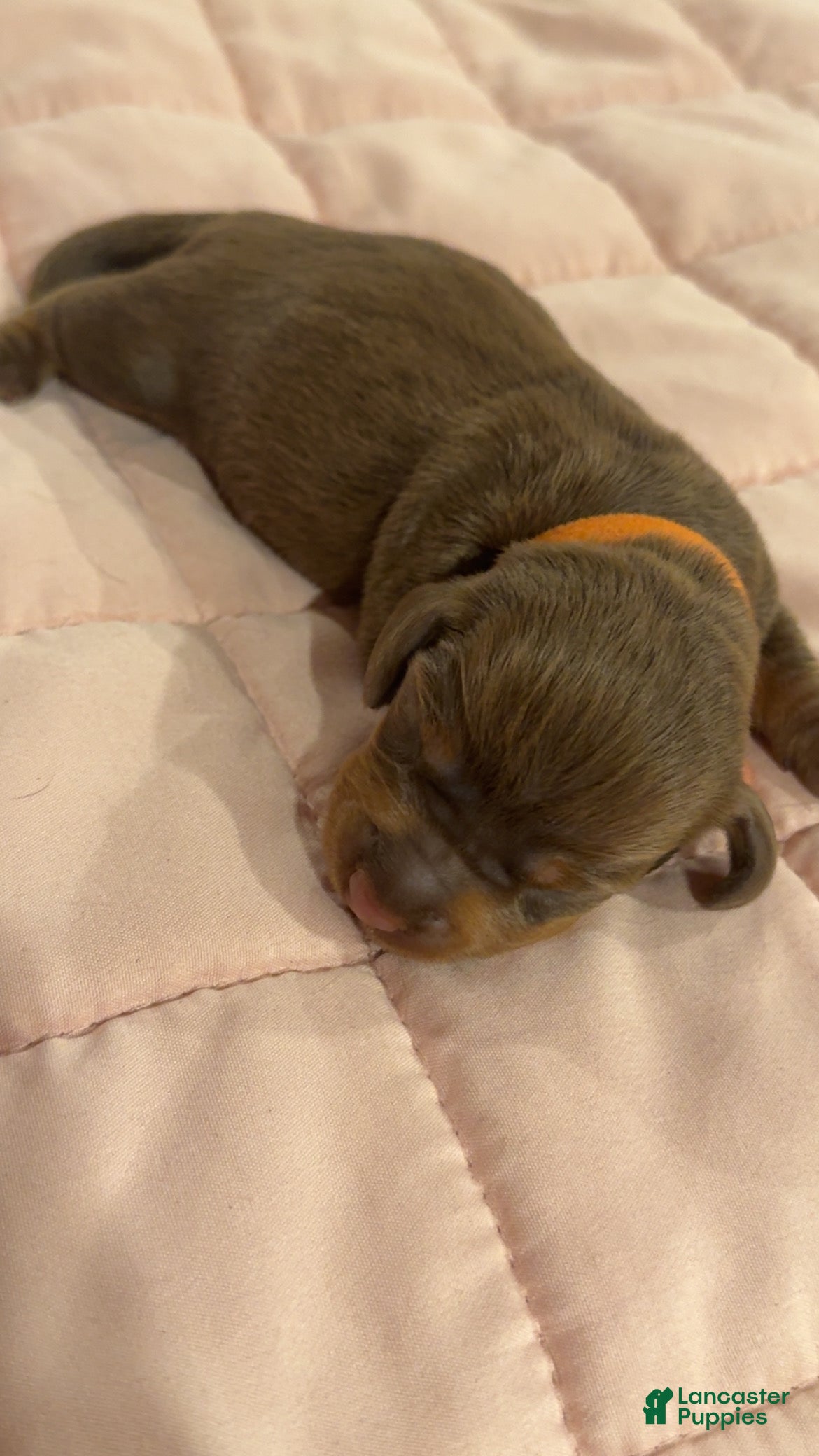 Miniature Dachshund dogs for sale: Miniature Dachshund 2 - Ad 3