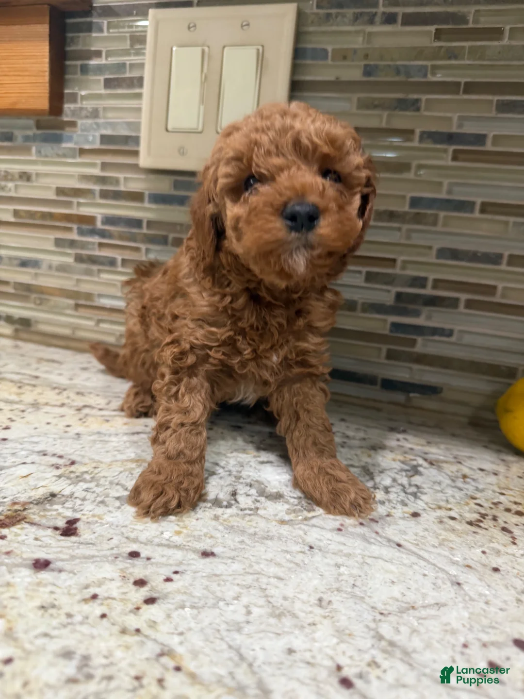 Toy Poodle dogs for sale: Parker - Ad 2