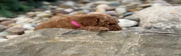 Mini Goldendoodle dogs for sale: Mini Goldendoodle 2 - Ad 5