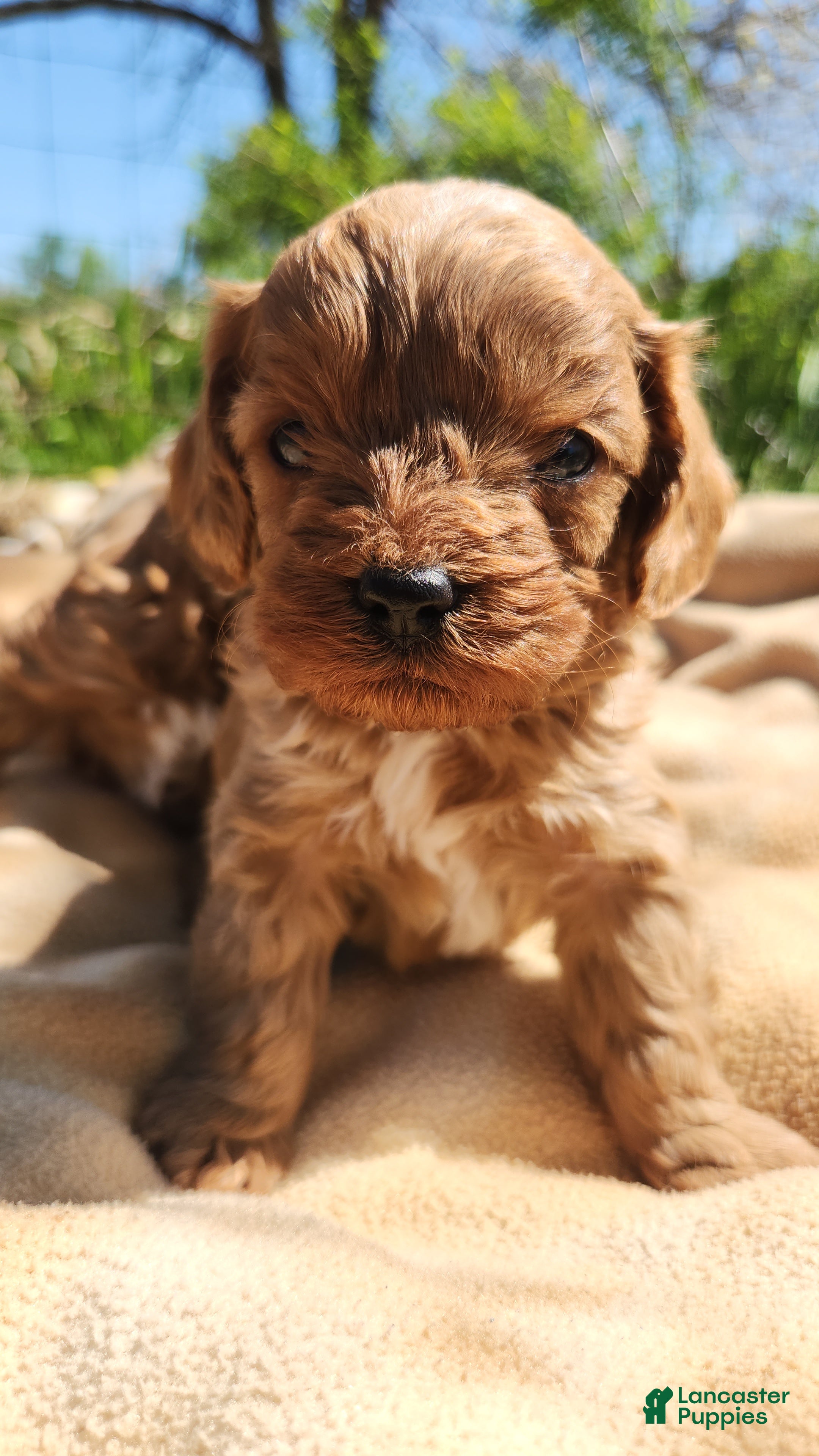 Cavapoo dogs Cavapoo Puppy 2 - Ad 17