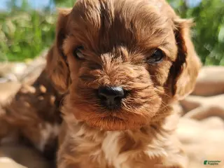 Cavapoo dogs Cavapoo Puppy 2 - Ad 17