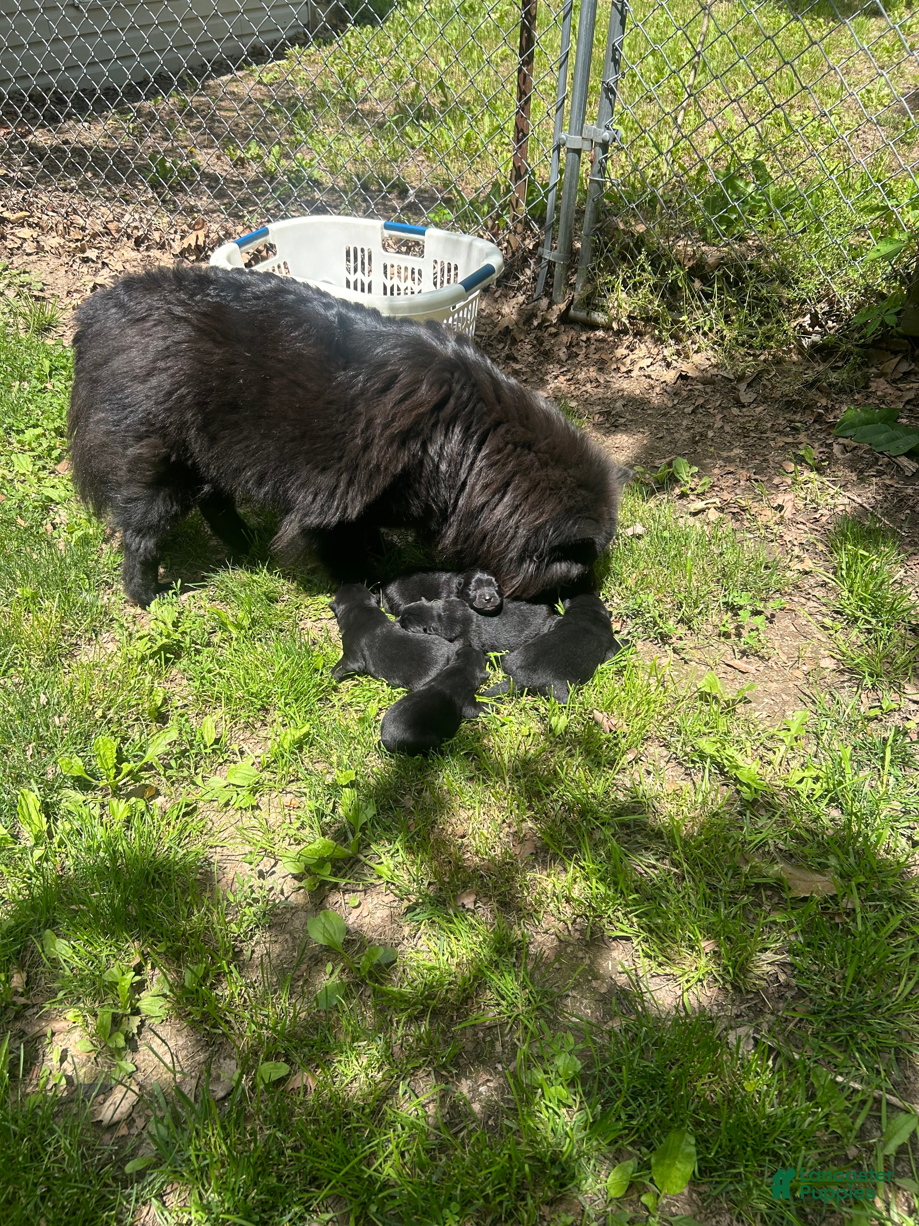 Chow Chow dogs for sale: Chow Chow Puppy 4 - Ad 2