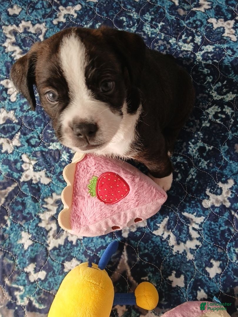 Mixed Breed dogs Mixed Breed 2 - Ad 16
