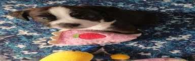 Mixed Breed 2