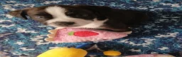 Mixed Breed dogs for sale: Mixed Breed 2 - Ad 1