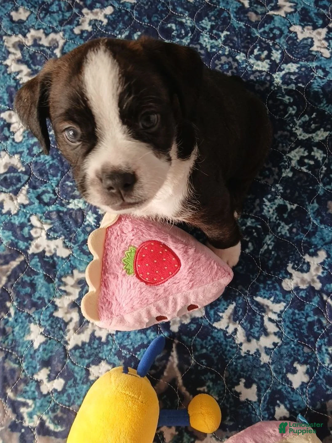 Mixed Breed dogs for sale: Mixed Breed 2 - Ad 1