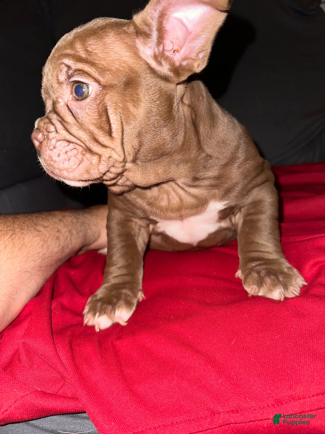 American Bully dogs for sale: Pepper - Ad 3