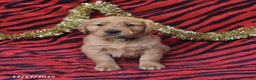 Golden Retriever dogs for sale: Rachel - Ad 4