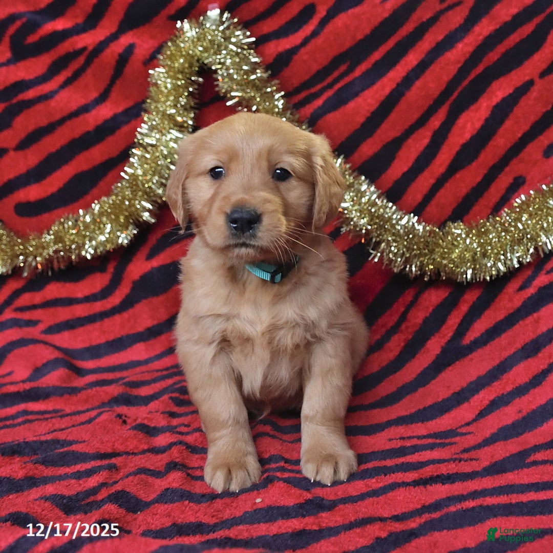Golden Retriever dogs for sale: Rachel - Ad 4