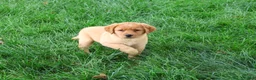 Labrador Retriever dogs for sale: Cristina - Ad 3