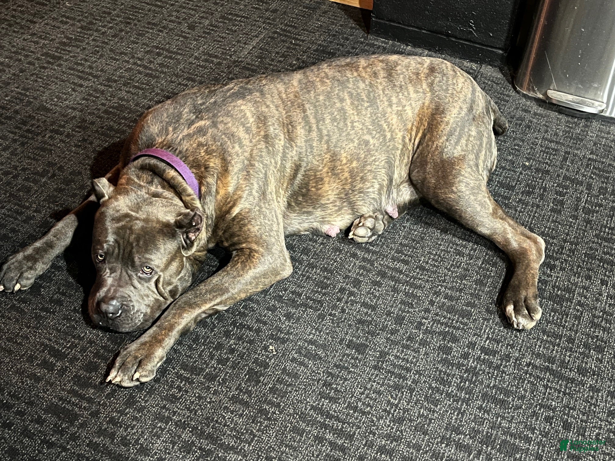 Cane Corso dogs Cane Corso Puppy 4 - Purple Girl - Ad 2