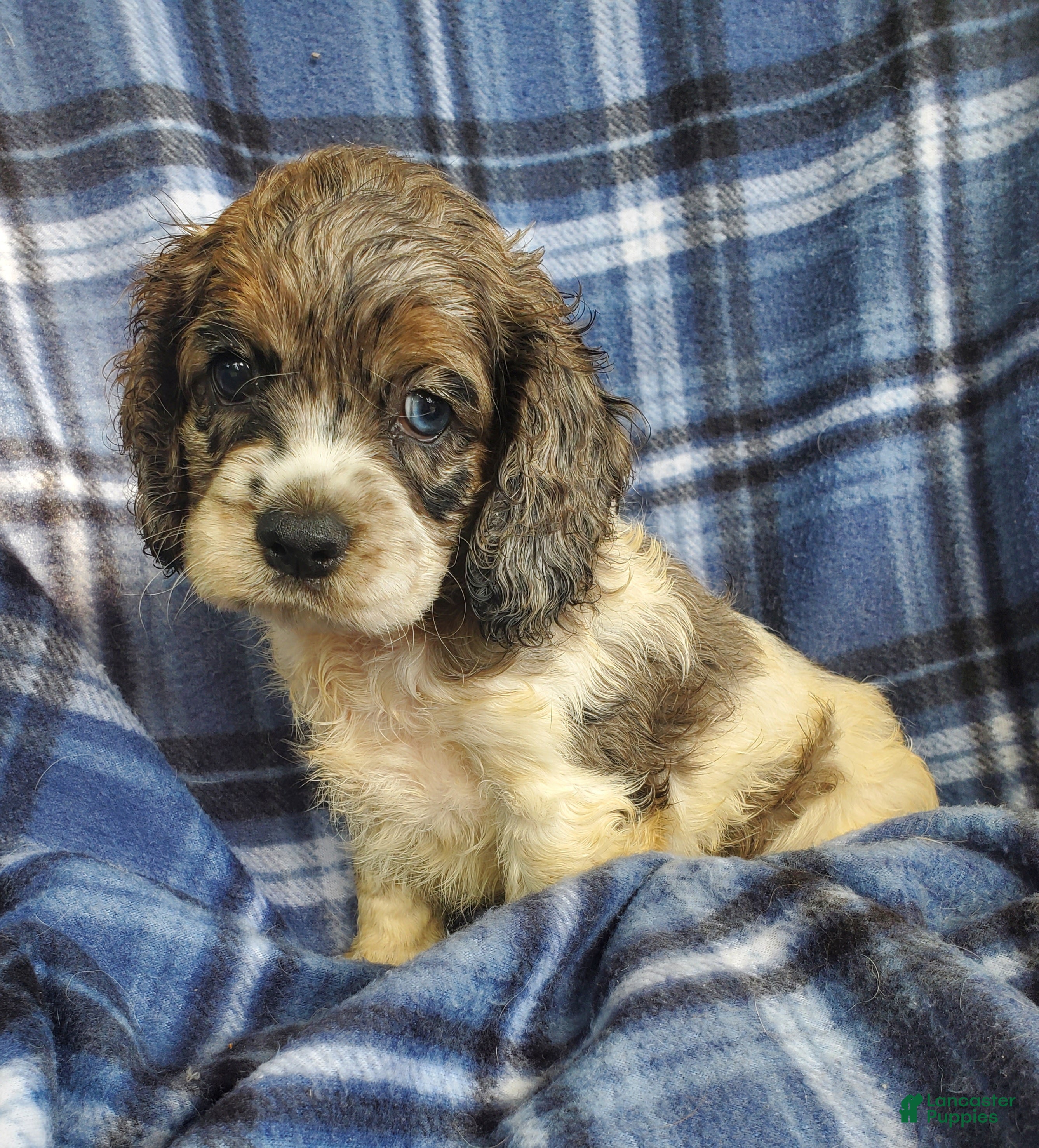 Cocker Spaniel dogs Sky - Ad 1