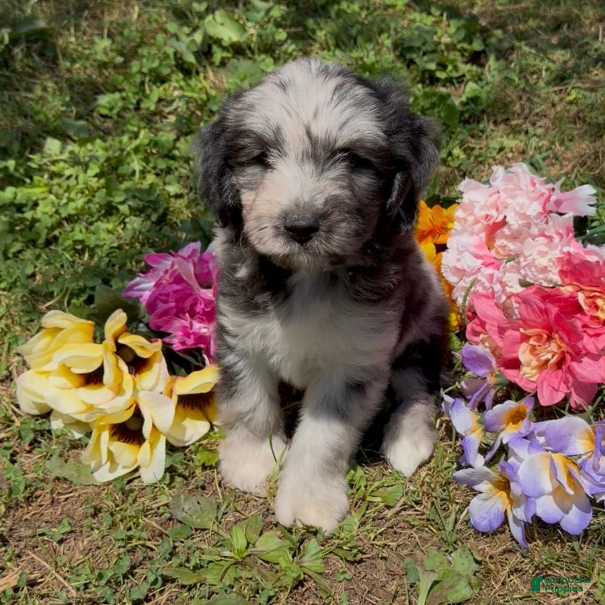 Mini Goldendoodle dogs Basil - Ad 2