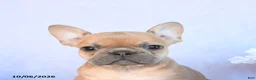 Frenchton dogs for sale: Roscoe - Ad 5