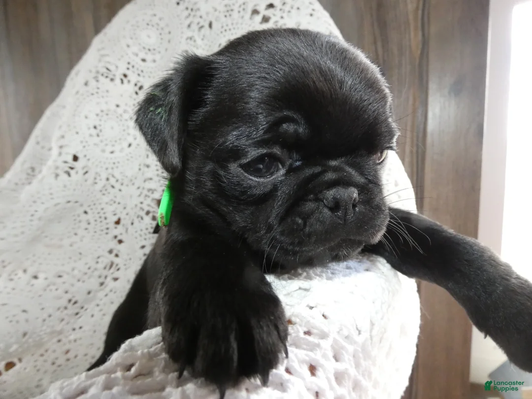Pug dogs for sale: Pug Puppy 6 Mike - Ad 1