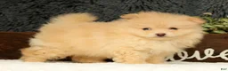 Pomeranian dogs for sale: Cupcake - Ad 8