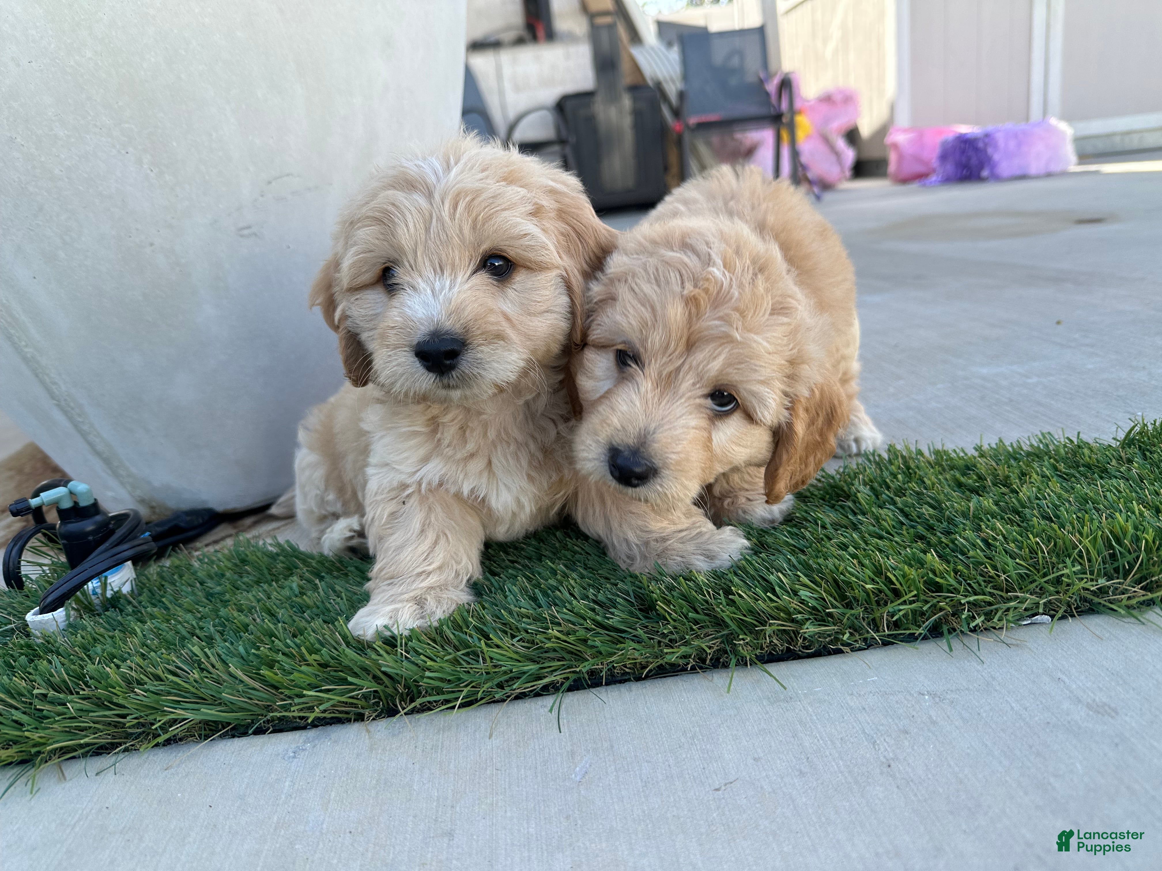 Goldendoodle dogs Goldendoodle 1 - Ad 2