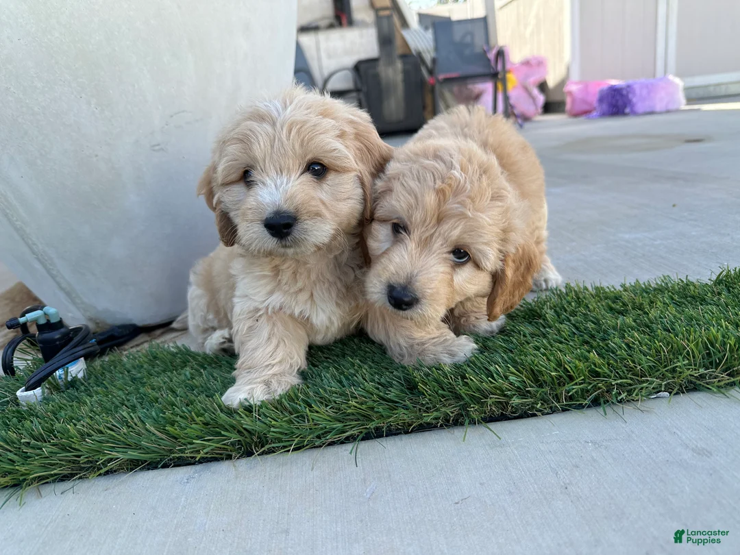 Goldendoodle dogs for sale: Goldendoodle 1 - Ad 2