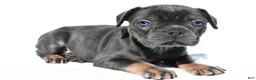 French Bulldog dogs for sale: Cooper - Ad 3