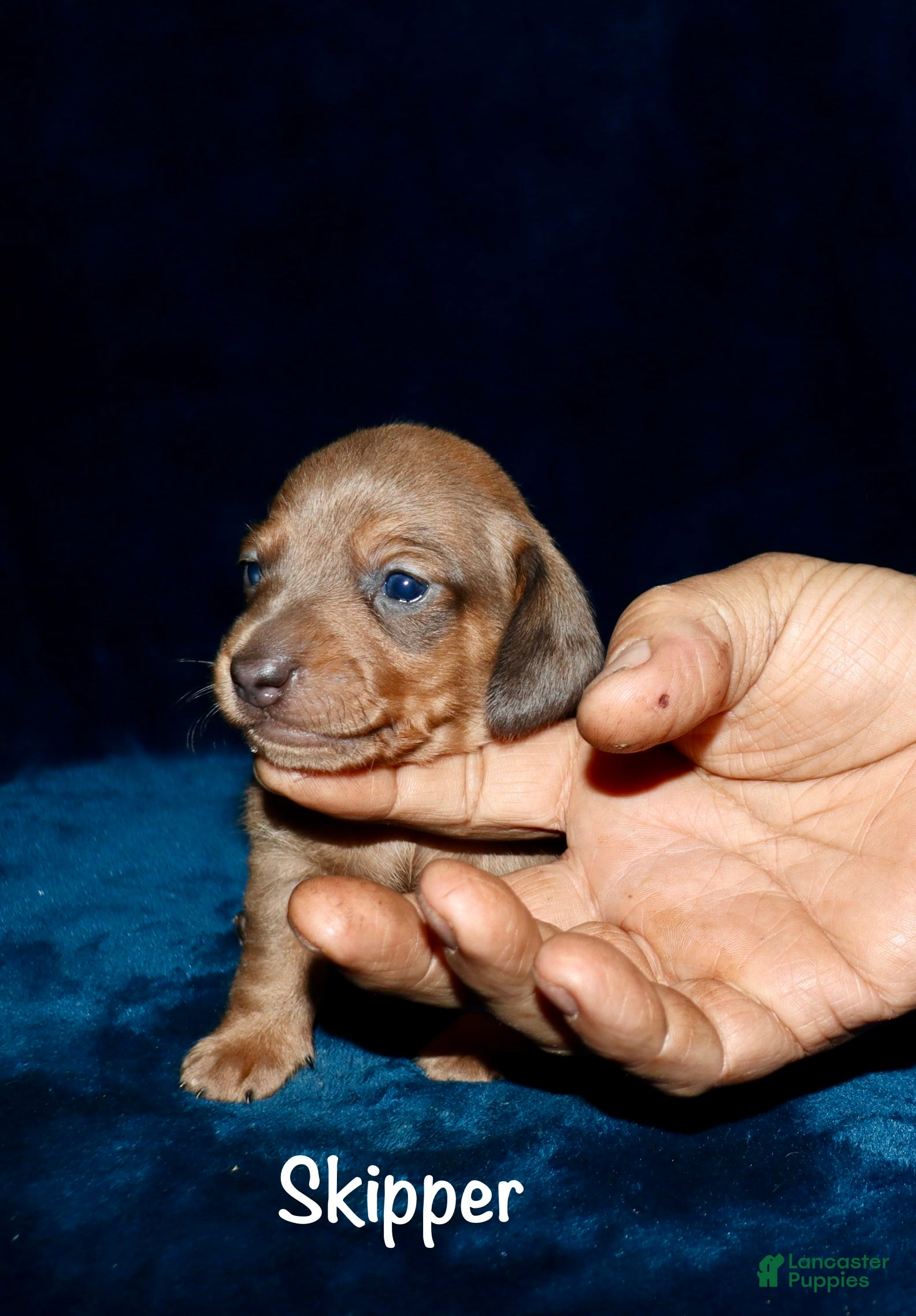 Miniature Dachshund dogs Skipper - Ad 33