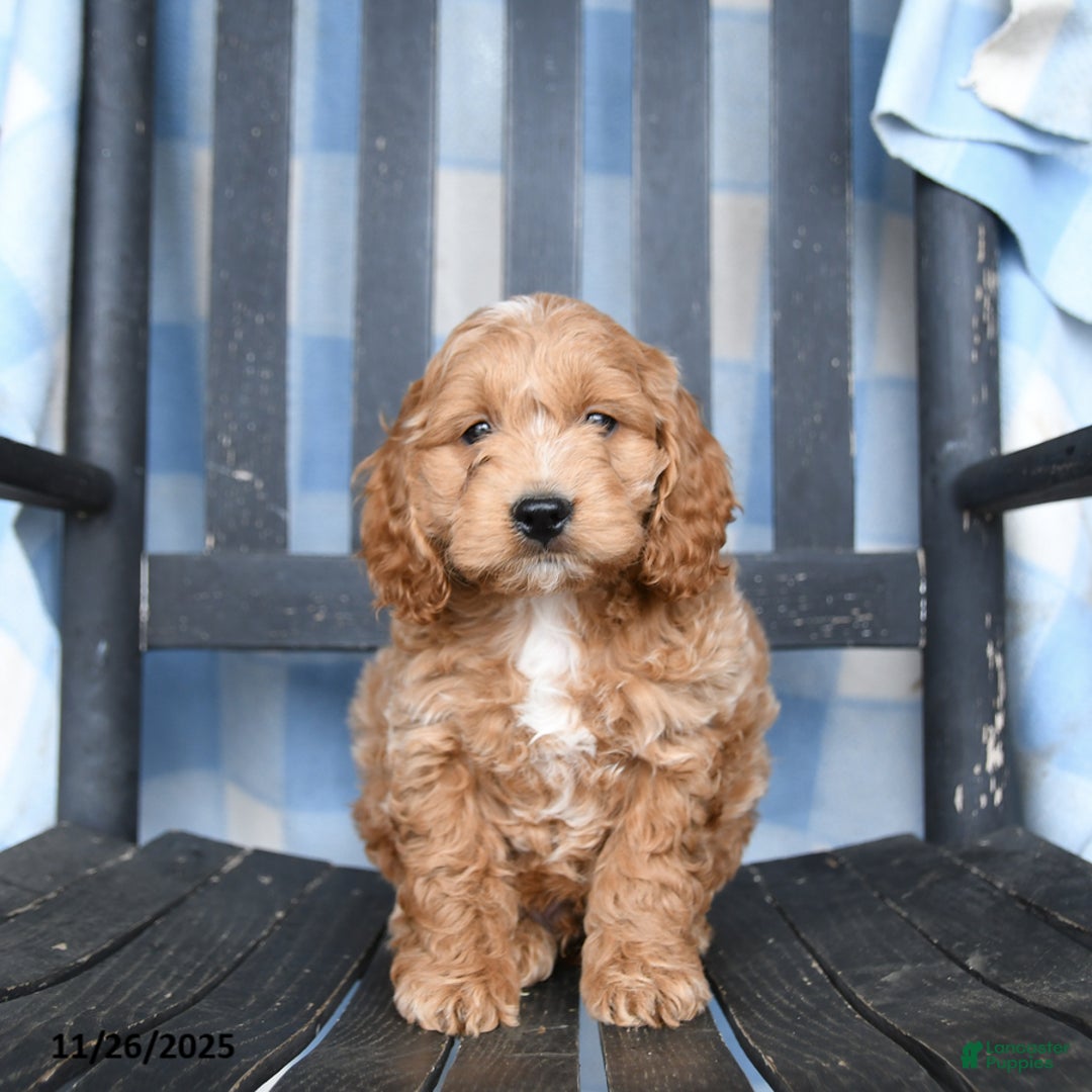 Cockapoo dogs for sale: Ricky  - Ad 2