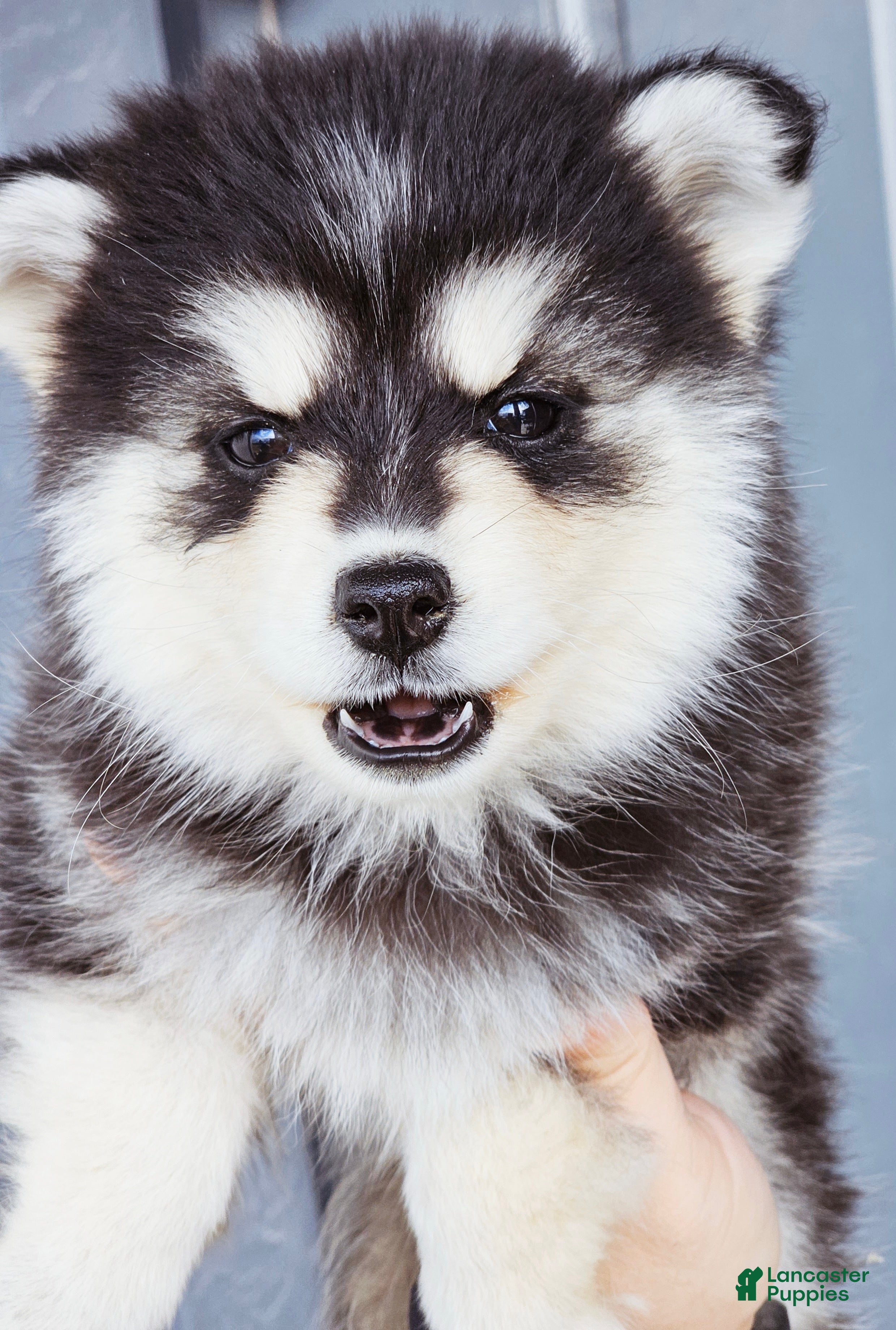 Pomsky dogs Ally - Ad 4