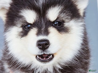 Pomsky dogs Ally - Ad 3