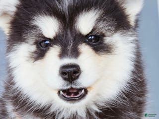 Pomsky dogs Ally - Ad 8
