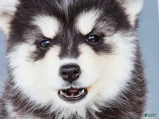 Pomsky dogs Ally - Ad 8