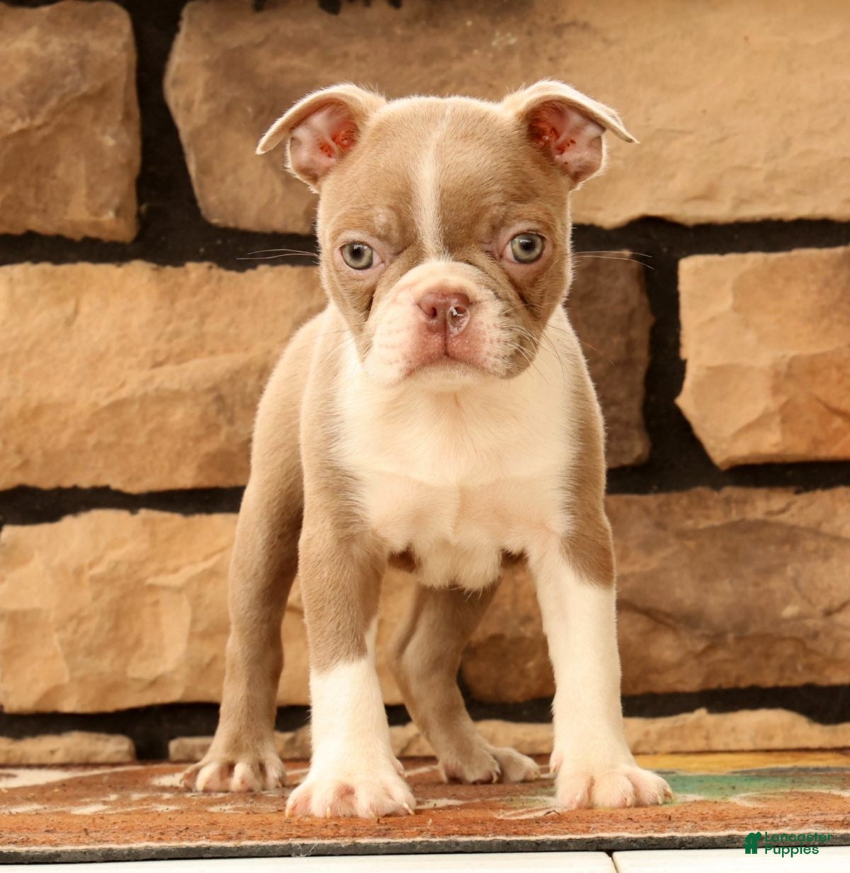 Boston Terrier dogs for sale: Kyah - Ad 3