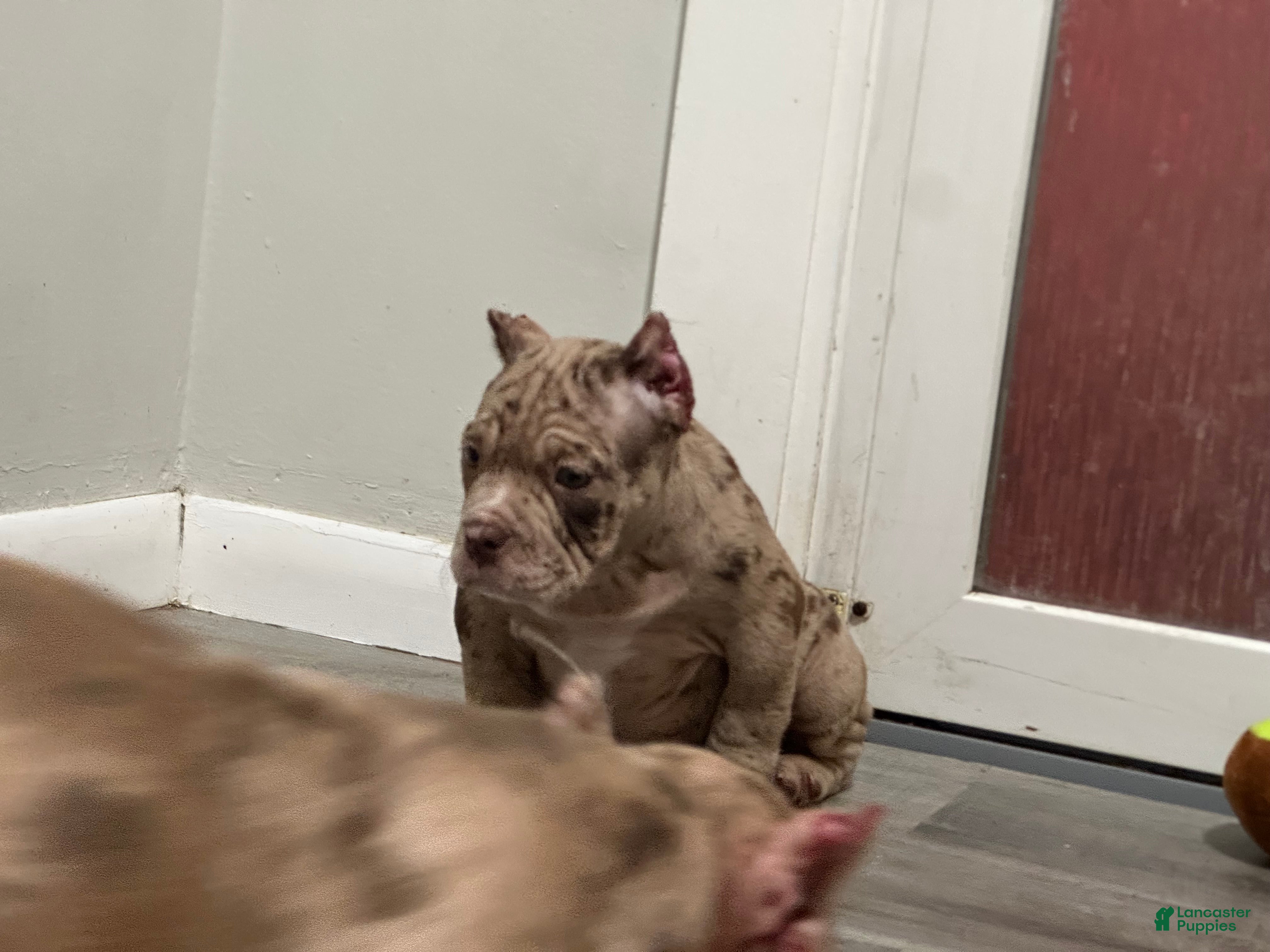 American Bully dogs Kardi - Ad 1