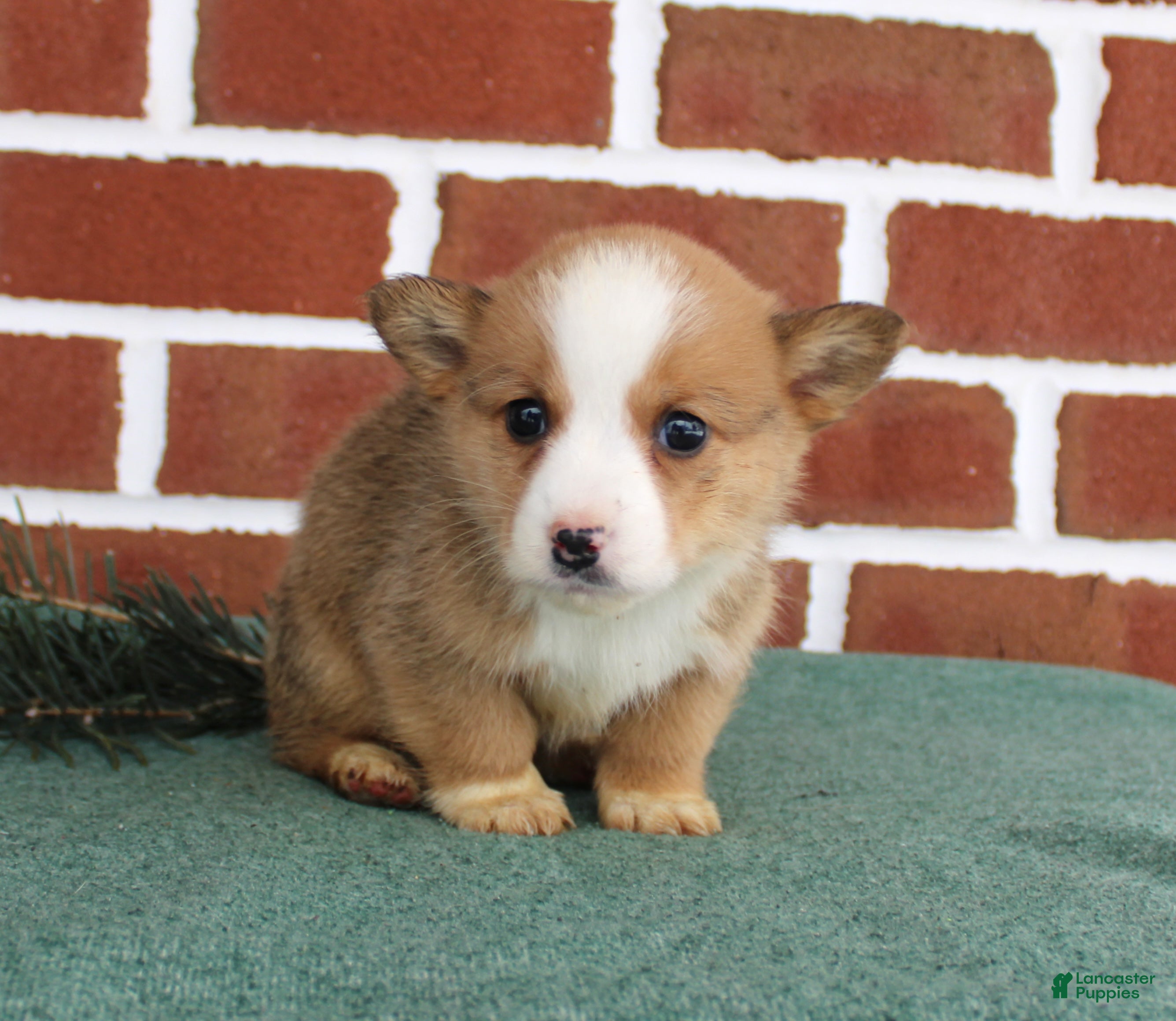 Welsh Corgi Pembroke dogs Jeremy - Ad 25