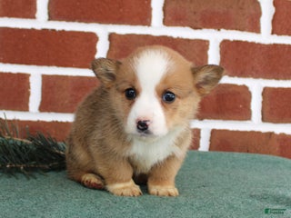 Welsh Corgi Pembroke dogs Jeremy - Ad 9