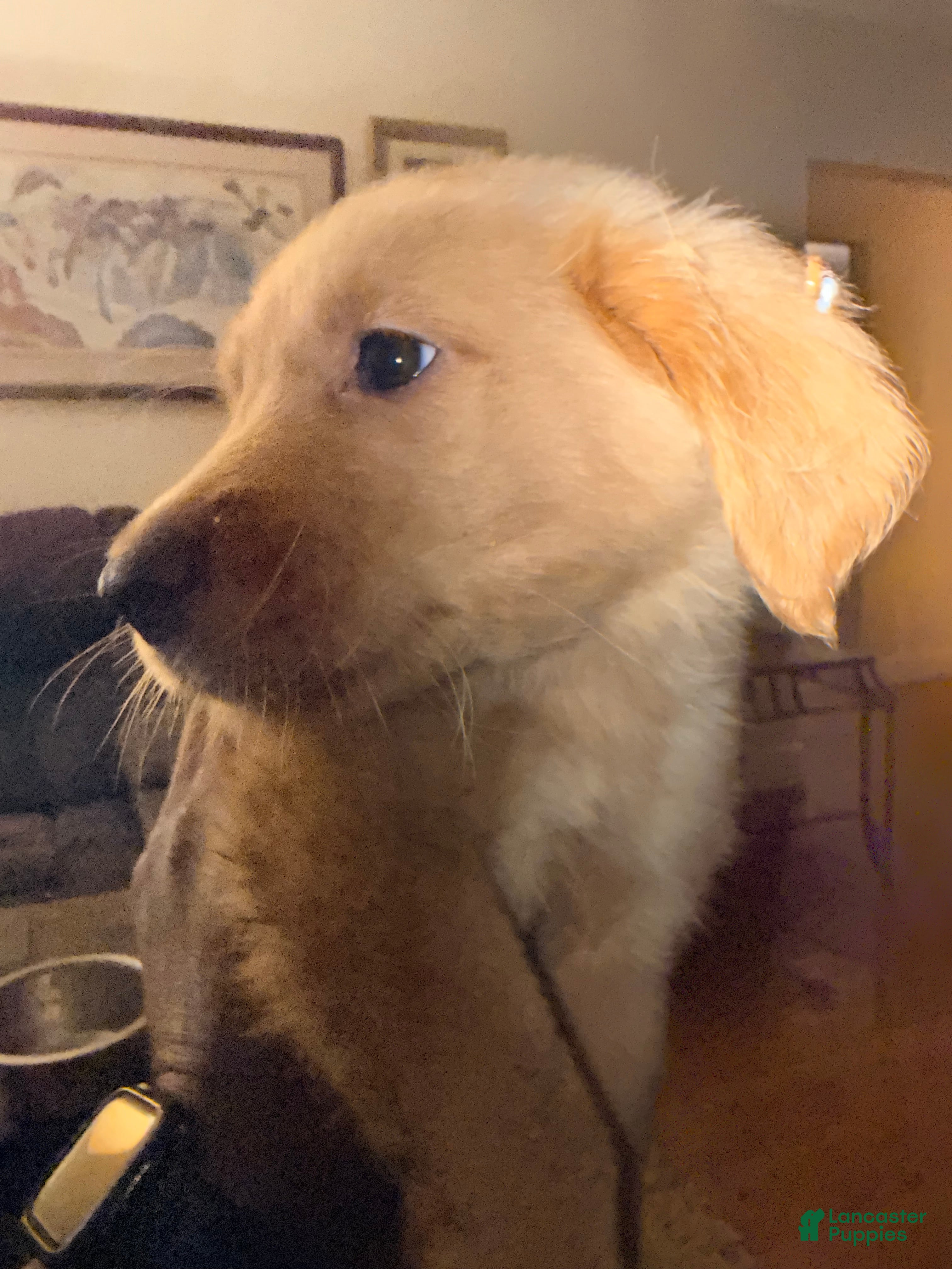 Mixed Breed dogs Mixed Breed 6 - Ad 1