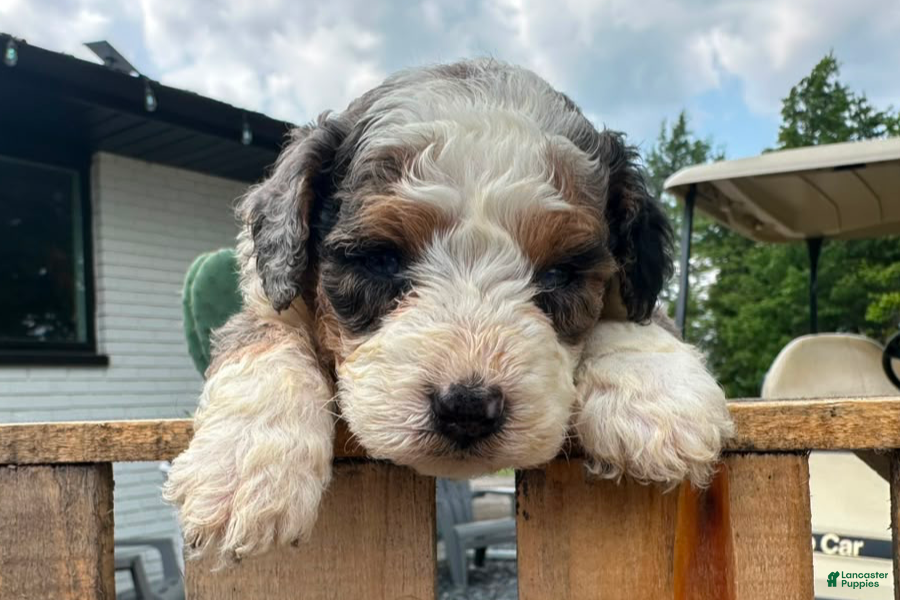 Mini Bernedoodle dogs Clementine - Ad 27