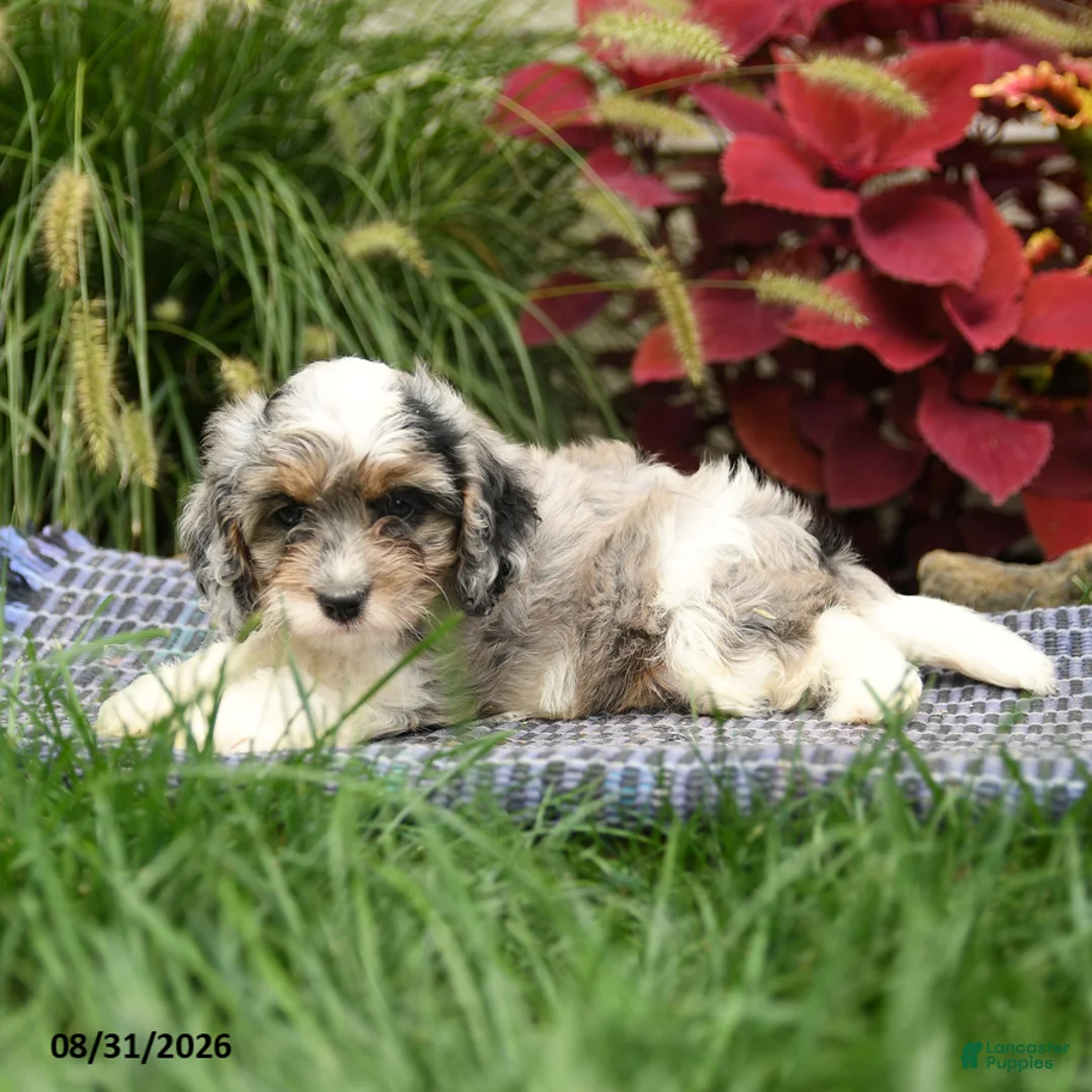 Cavapoo dogs for sale: Sasha - Ad 3