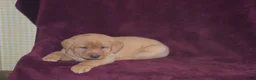 Labrador Retriever dogs for sale: Labrador Retriever Puppy 3 - Ad 4