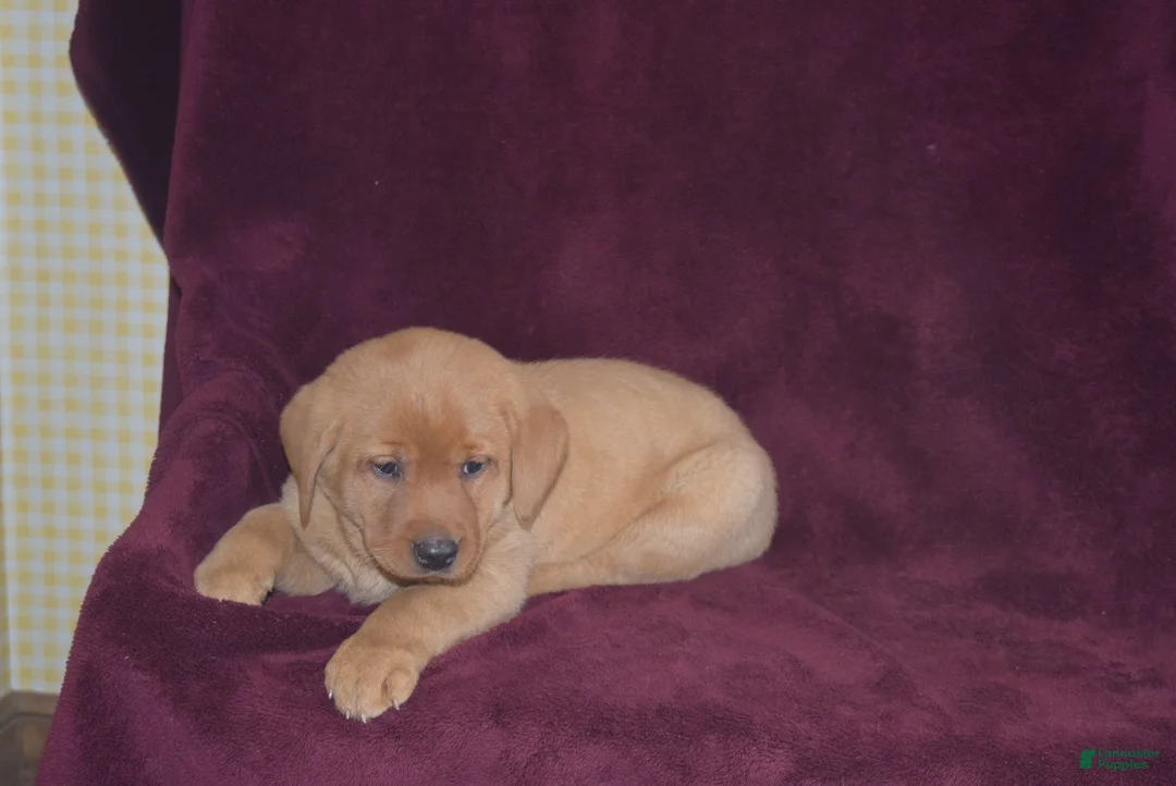Labrador Retriever dogs for sale: Labrador Retriever Puppy 3 - Ad 4