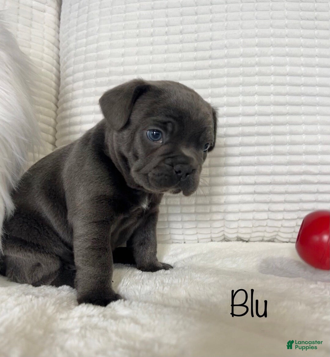 Mixed Breed dogs for sale: Blu - Ad 13