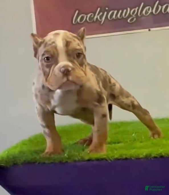 American Bully dogs Scarlett - Ad 5