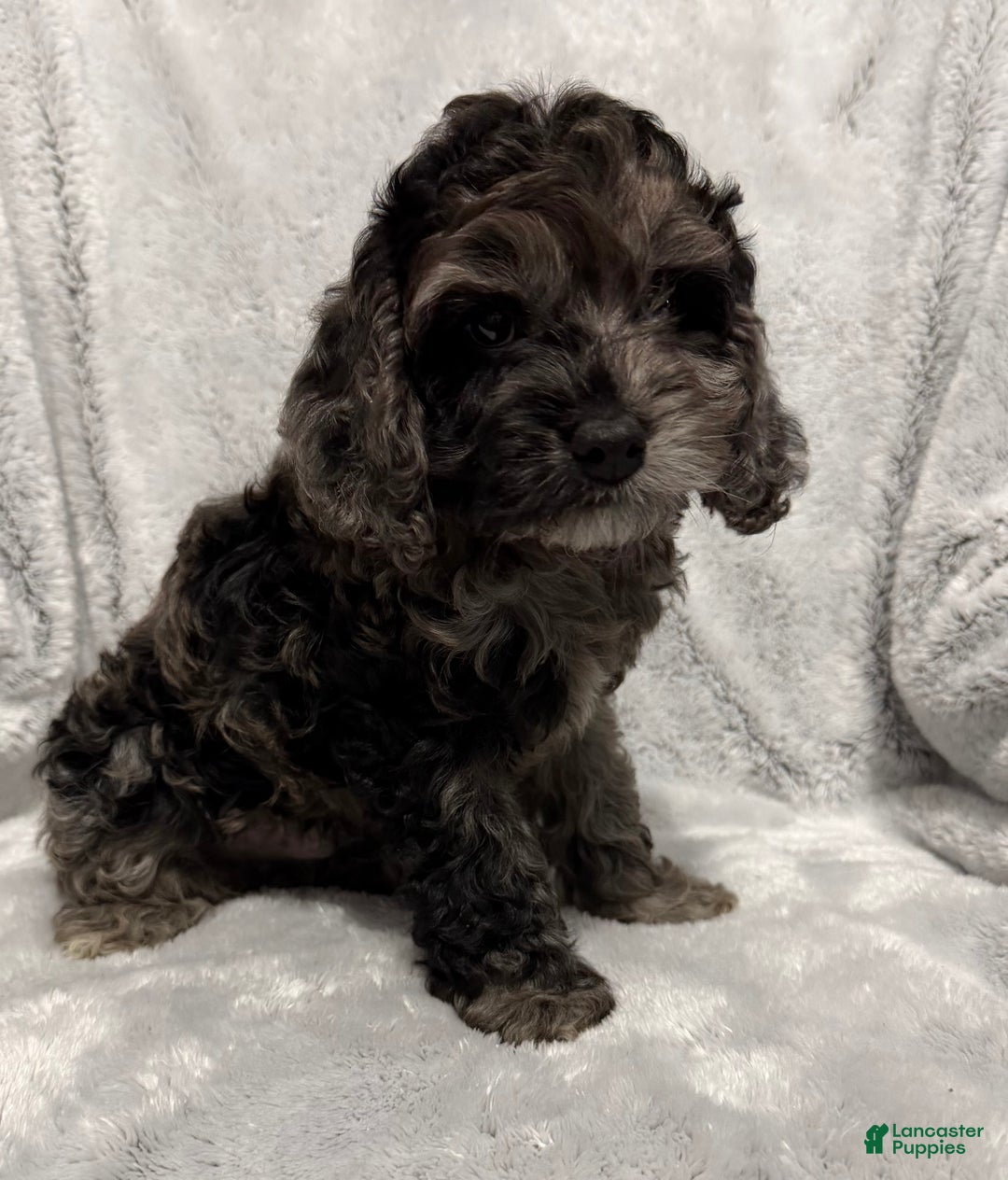 Cavapoo dogs for sale: Alex - Ad 2