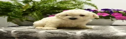 Bichon Frise dogs for sale: Buster - Ad 5