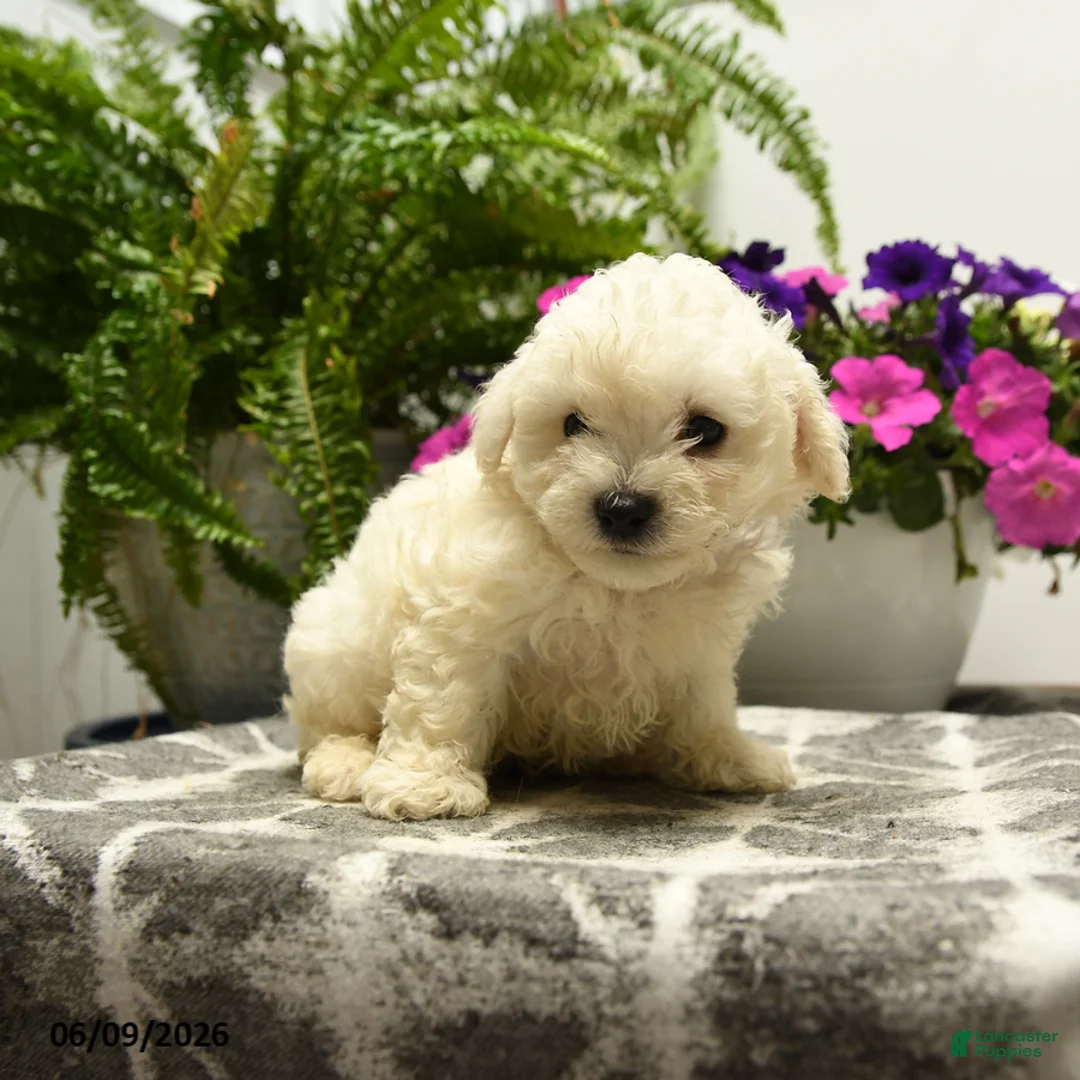 Bichon Frise dogs for sale: Buster - Ad 5