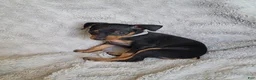 Miniature Pinscher dogs for sale: Paco - Ad 6