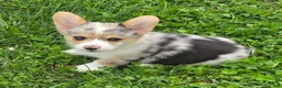 Welsh Corgi Pembroke dogs for sale: Stunning Stanley  - Ad 17